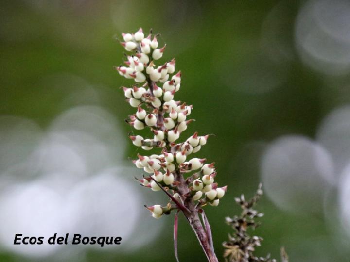 Aechmea angustifolia