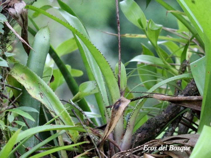 Aechmea angustifolia