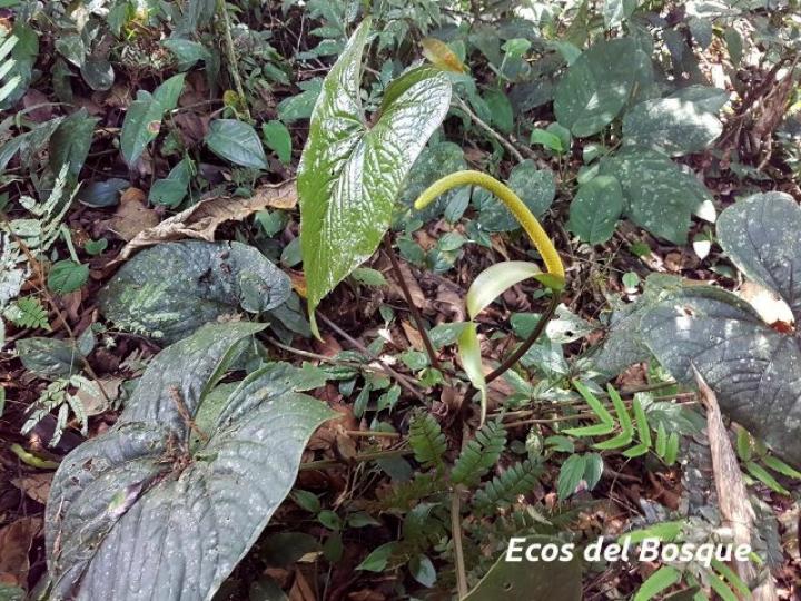Anthurium ochranthum