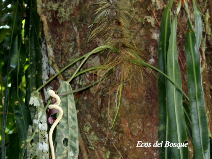 Anthurium wendlingeri