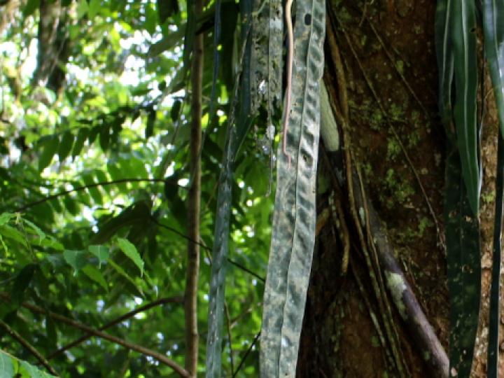 Anthurium wendlingeri