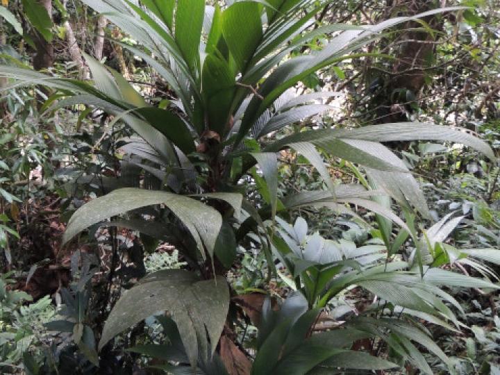 Calyptrogyne ghiesbreghtiana (Coligallo, suita)