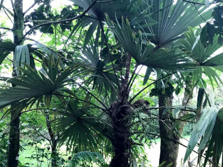 Cryosophila warscewiczii (Guágara)