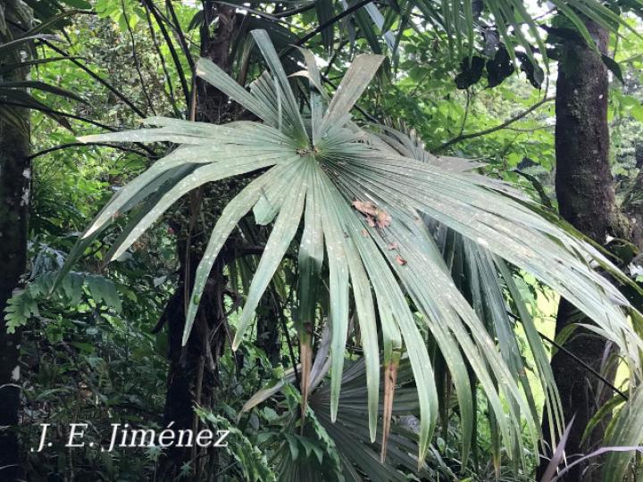 Cryosophila warscewiczii (Guágara)