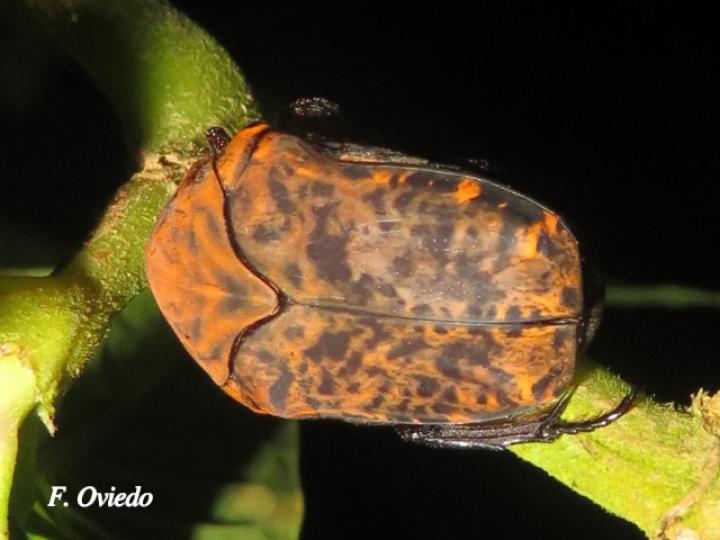 Gymnetis pardalis