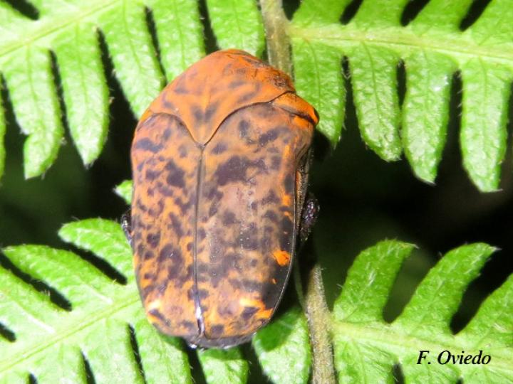 Gymnetis pardalis