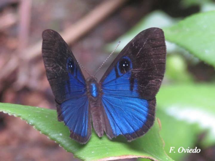Mesosemia asa asa (Marca de metal ojos azul profundo)
