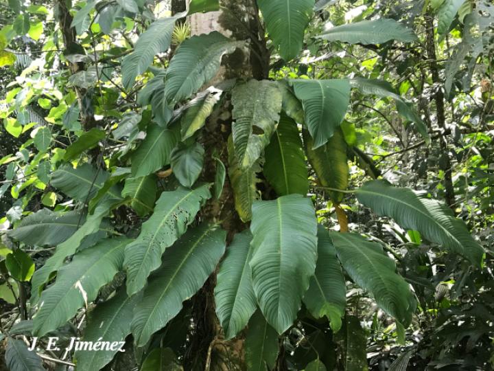 Rhodospatha wendlandii