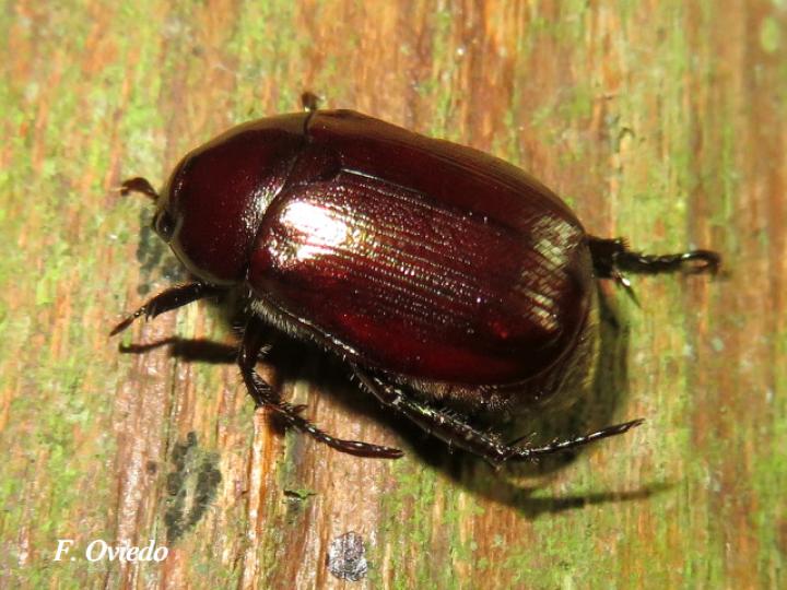 Tomarus sp