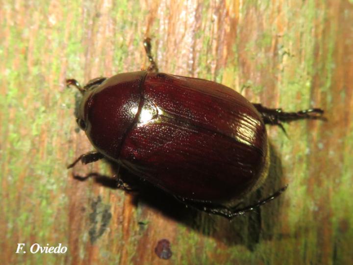 Tomarus sp