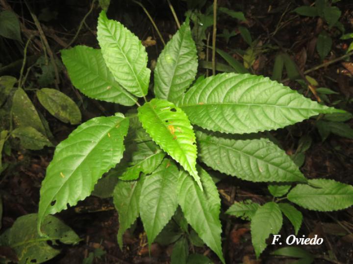 Acalypha apodanthes