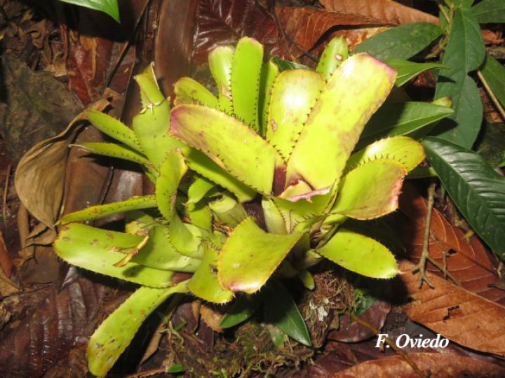 Aechmea nudicaulis