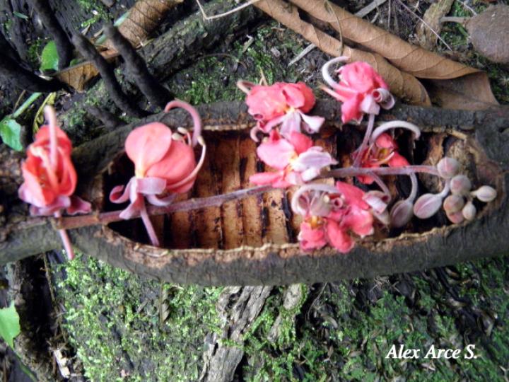Cassia grandis (Carao)