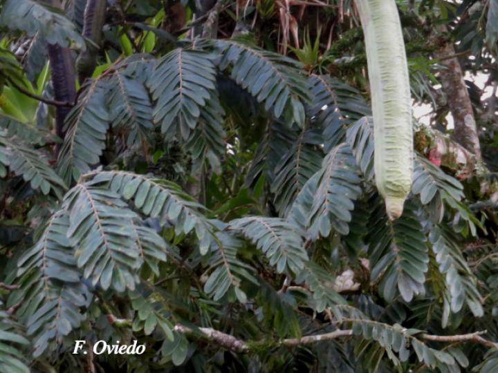 Cassia grandis (Carao)