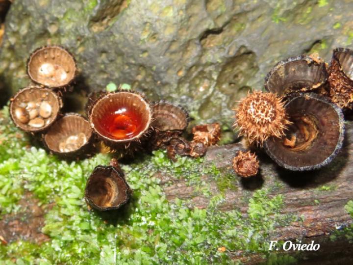 Cyathus striatus (Hongos nido)