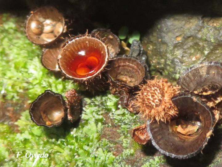 Cyathus striatus (Hongos nido)