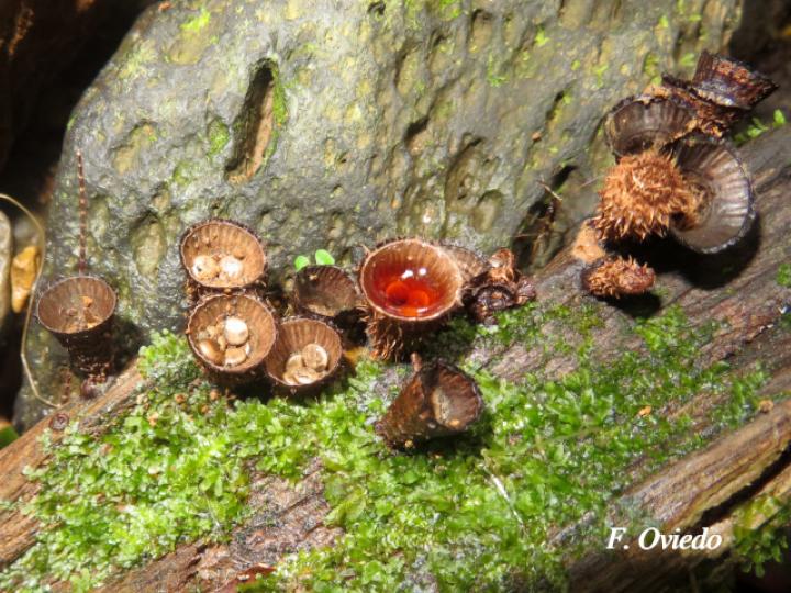 Cyathus striatus (Hongos nido)