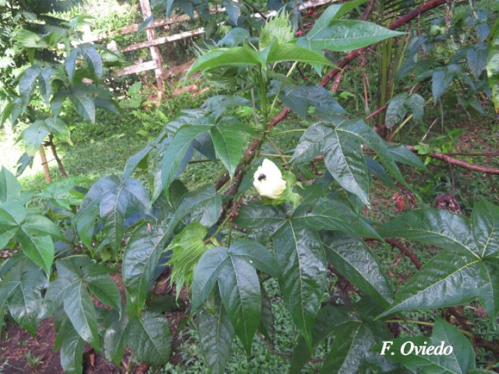Gossypium hirsutum (Algodón)