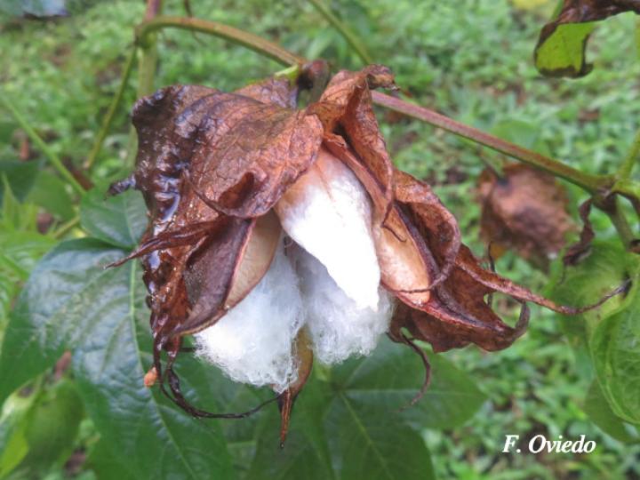 Gossypium hirsutum (Algodón)