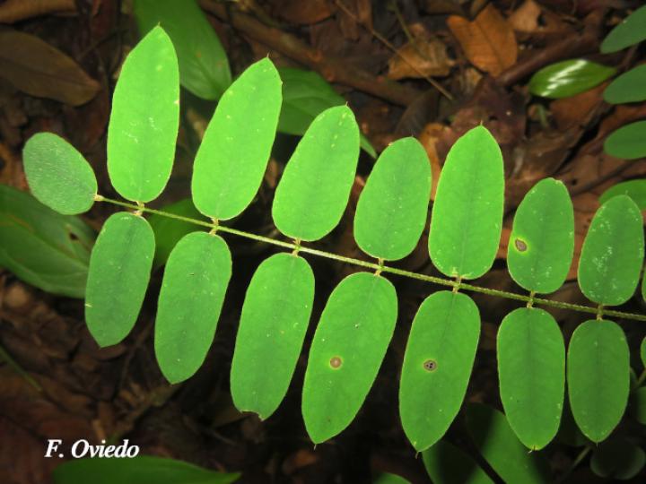 Hymenolobium mesoamericanum (Cola de pavo)