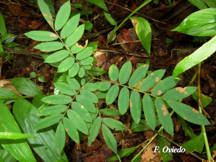 Machaerium cobanense