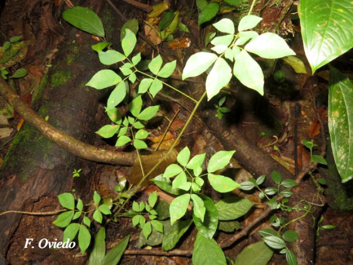 Mimosa watsonii (Contenete)