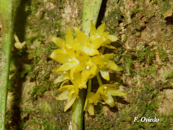 Octomeria graminifolia