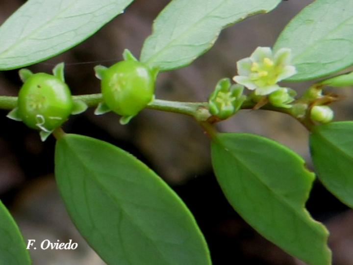 Phyllanthus caroliniensis