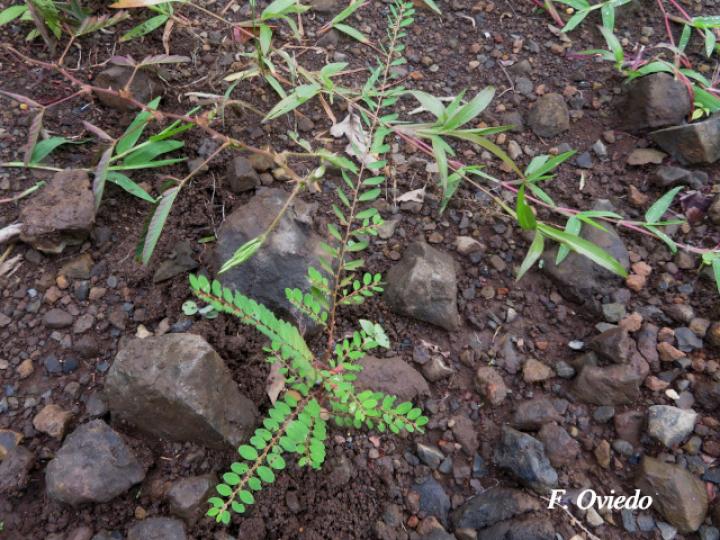 Phyllanthus caroliniensis