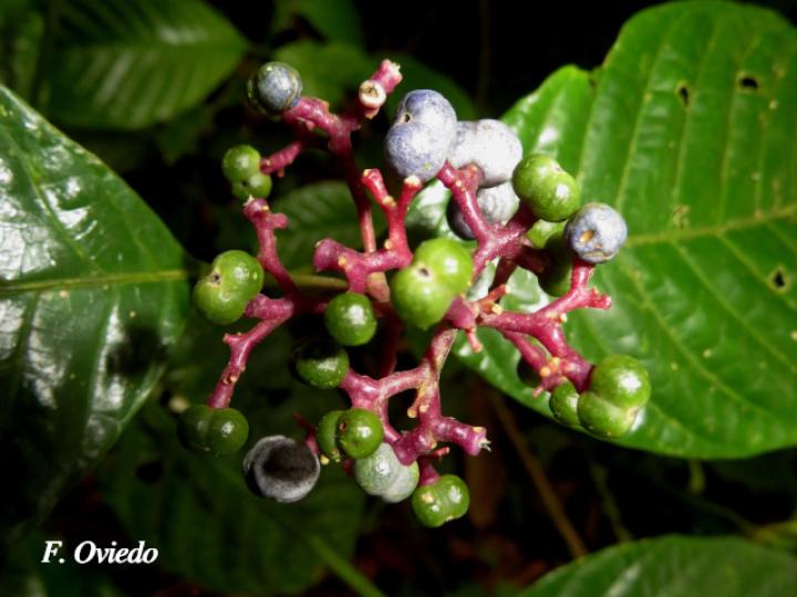 Psychotria buchtienii