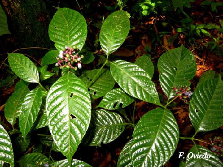 Psychotria buchtienii