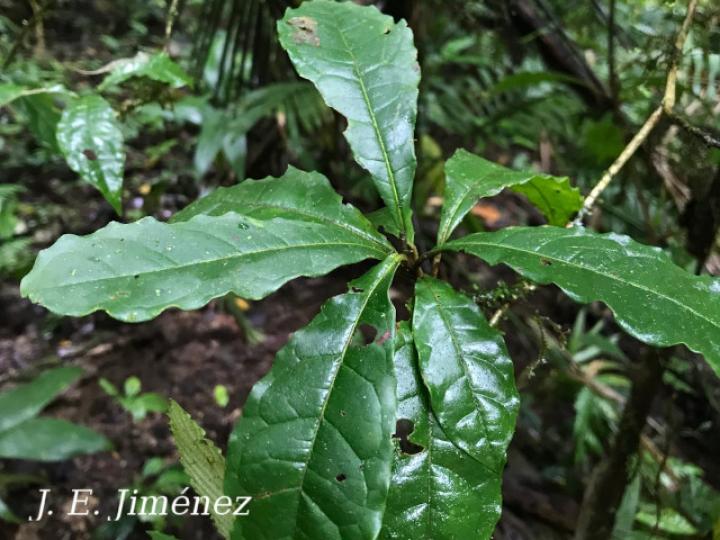 Terminalia bucidoides (Guayabón de charco)