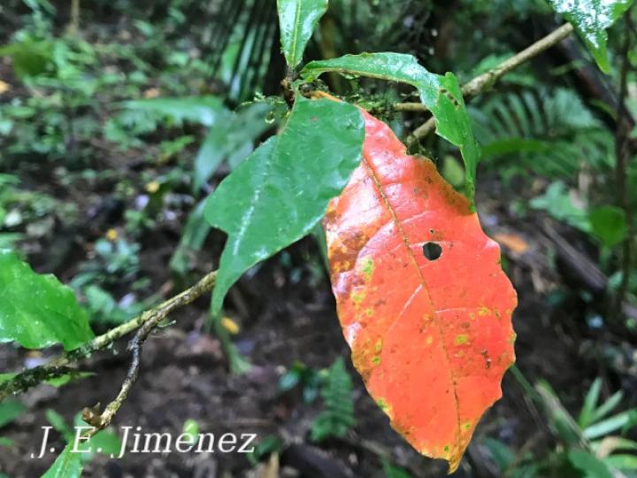 Terminalia bucidoides (Guayabón de charco)