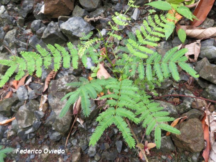 Vachellia ruddiae (Cornizuelo)