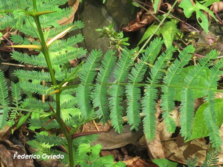 Vachellia ruddiae (Cornizuelo)
