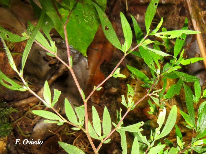 Centradenia inaequilateralis