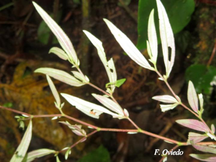 Centradenia inaequilateralis