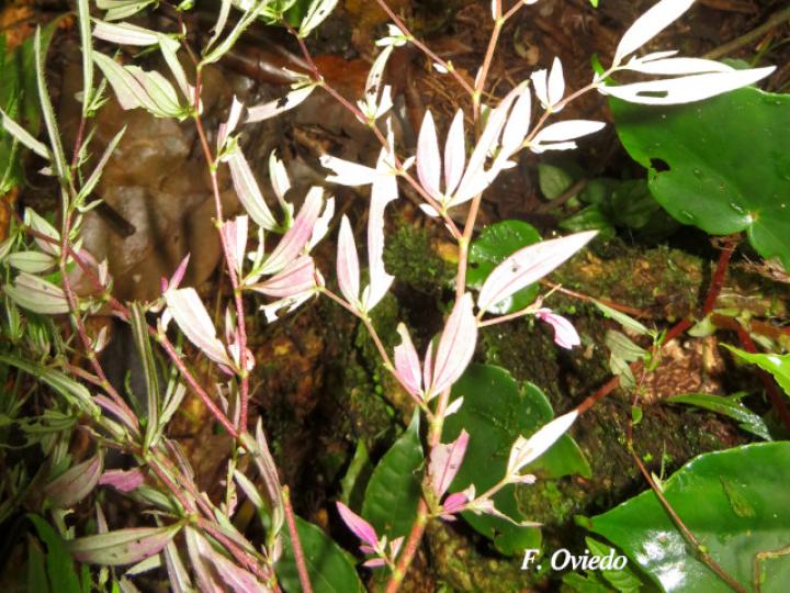 Centradenia inaequilateralis