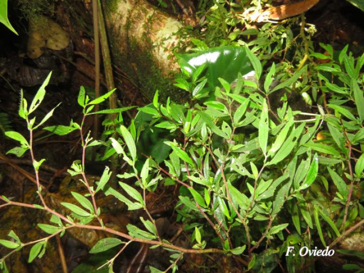 Centradenia inaequilateralis