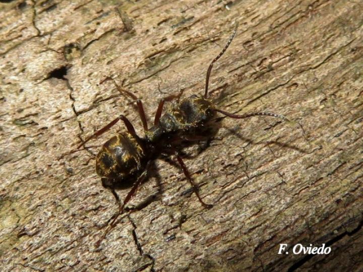 Dolichoderus validus