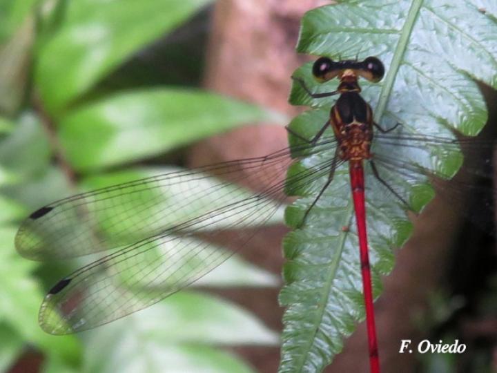 Heteragrion erythrogastrum