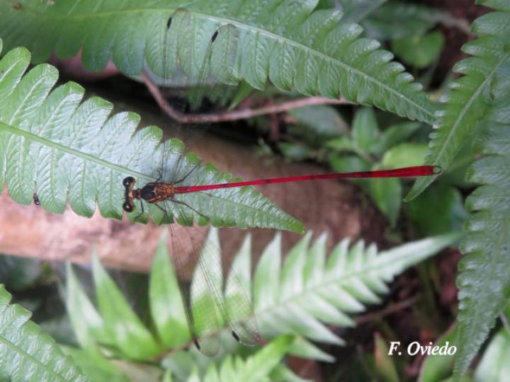 Heteragrion erythrogastrum