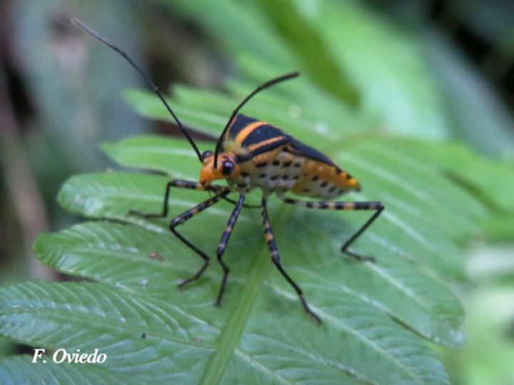 Hypselonotus lineatus (Chinche pata de hoja)