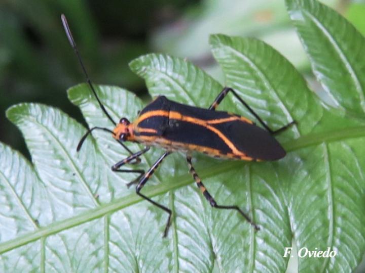 Hypselonotus lineatus (Chinche pata de hoja)