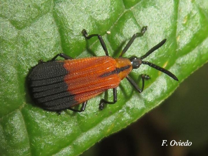 Oxychalepus posticatus 