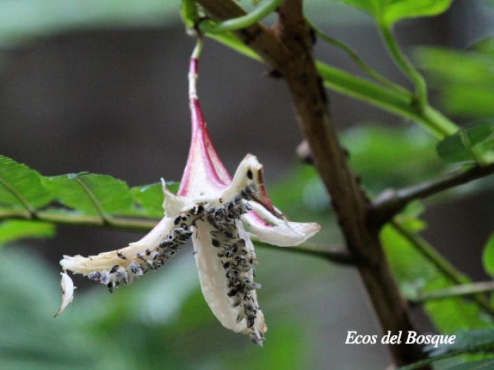Passiflora costarricensis