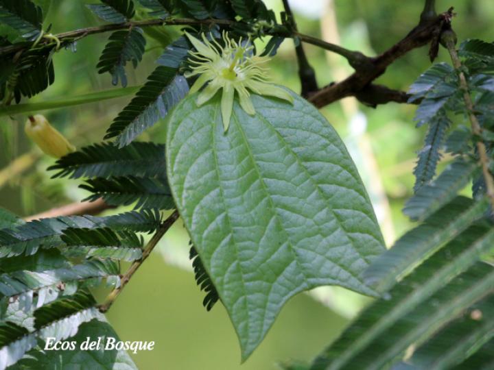 Passiflora costarricensis