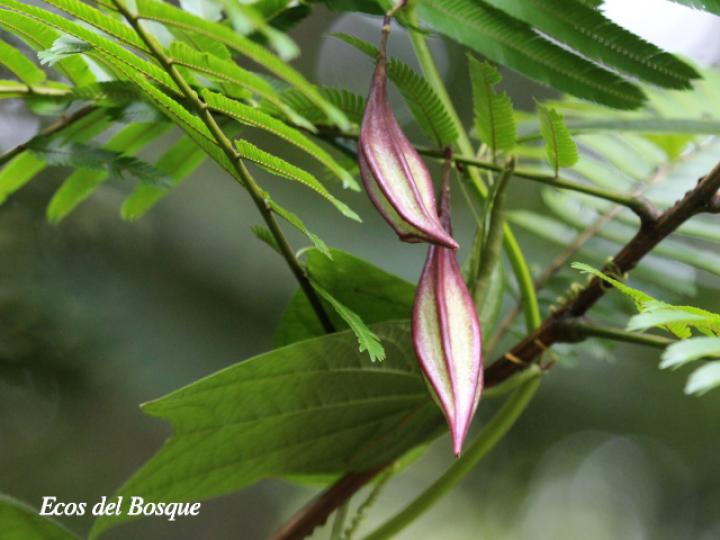 Passiflora costarricensis
