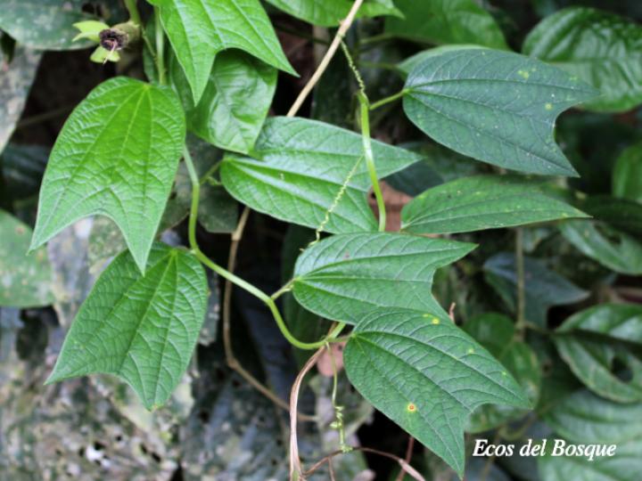 Passiflora costarricensis