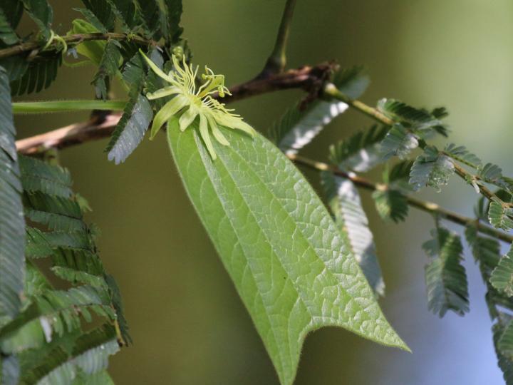 Passiflora costarricensis